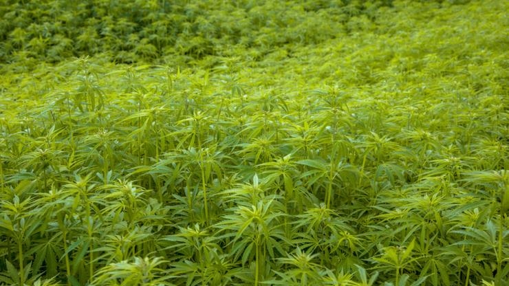 Banjalučani iznajmili halu pa napravili najveću laboratoriju marihuane u RS