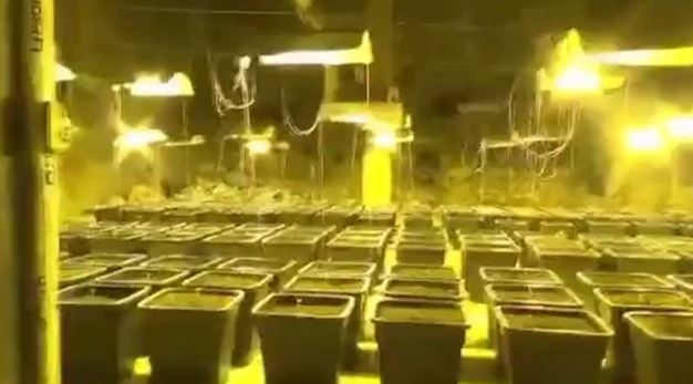 (VIDEO)Tajna vrata u tuš kabini vodila u veliku plantažu marihuane