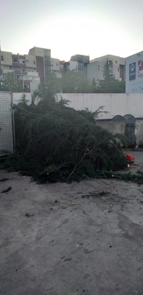 Tri lica kažnjena zbog nelegalne sječe borova u Dalmatinskoj ulici