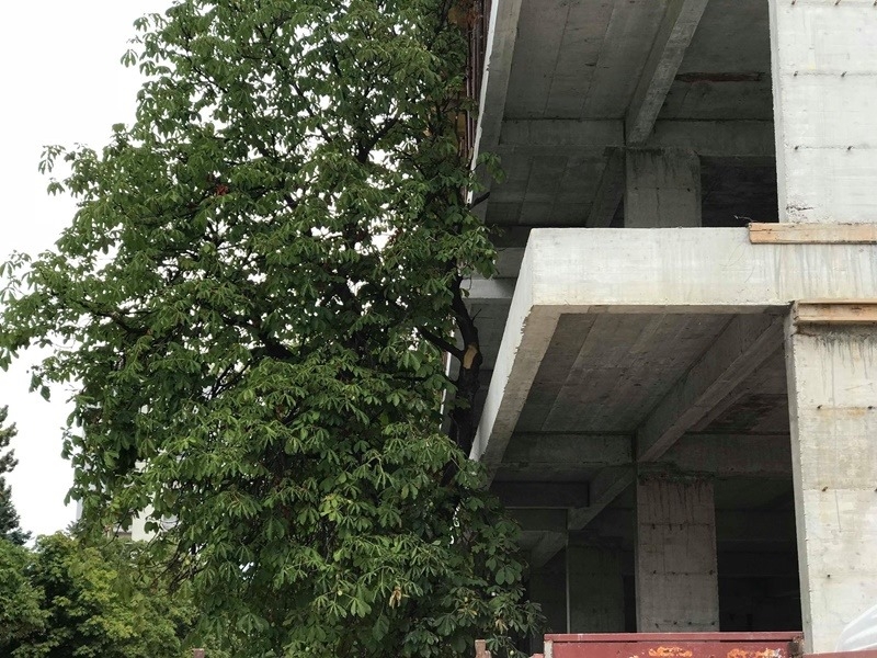 Zasmetalo im drveće u Nikšiću, pa ga potkresali do pola da bi stala zgrada! (FOTO)