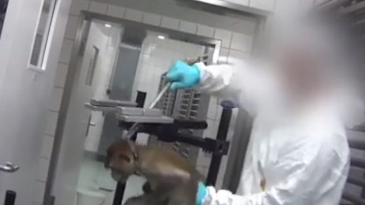 Tajno snimali brutalno mučenje majmuna u laboratoriju, životinje vrište od bolova