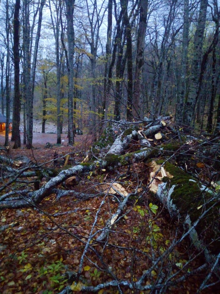 Vjetar oborio stabla, uništen i dio mobilijara: Nacionalni park Biogradska gora zatvoren za posjetioce