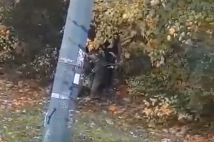 Imali seksualni odnos pored ulice u Sarajevu, šokirani građani ih snimali