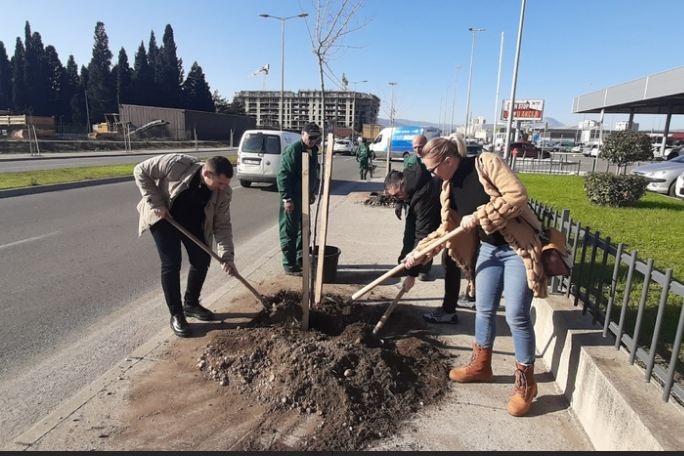 Formiran drvored u Bulevaru Georgija Žukova