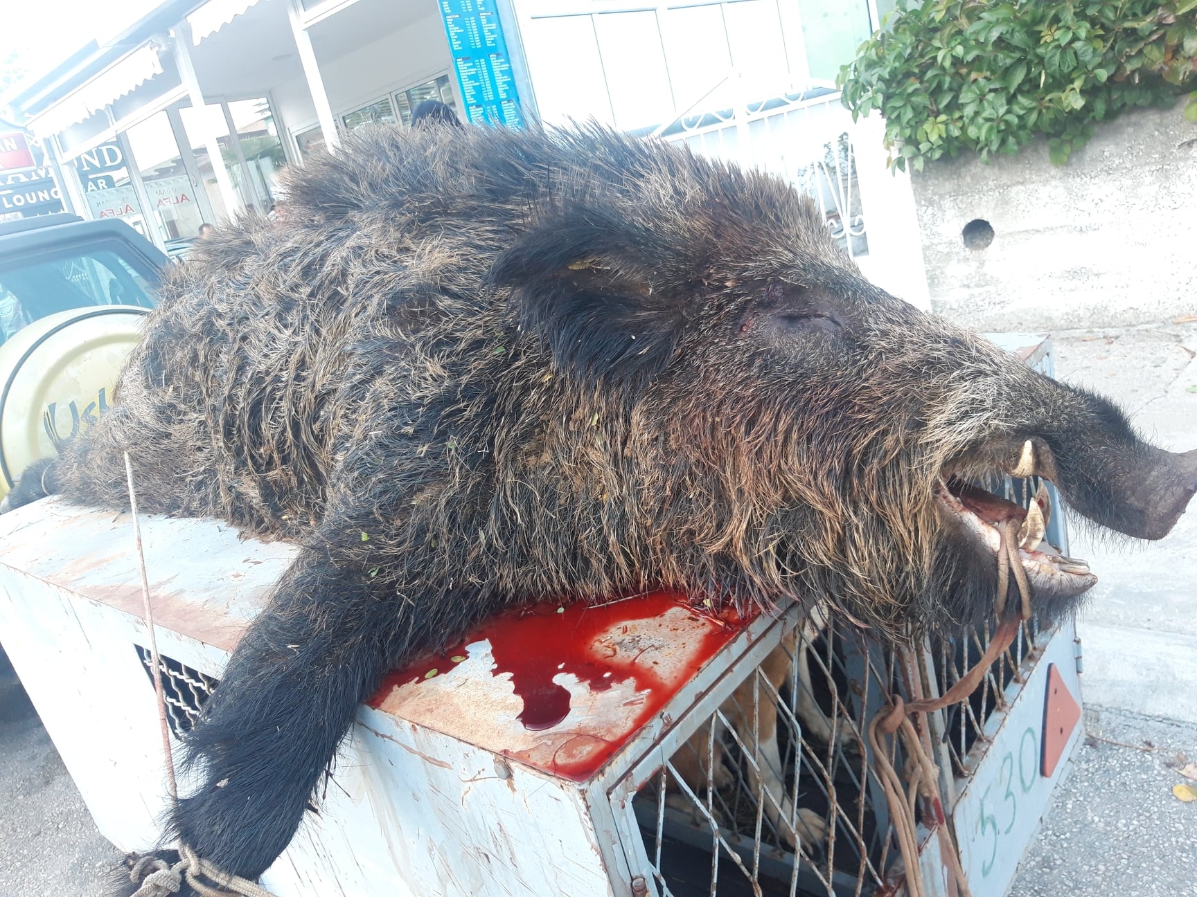 Briska gora: Ustrijeljen vepar kapitalac od 130 kilograma
