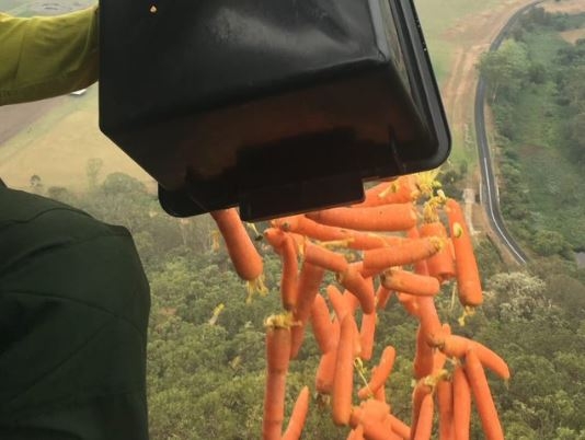 Australija: Šargarepe iz aviona za iscrpljene životinje