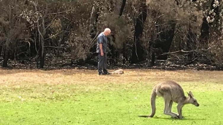 Potresne scene u Australiji: Počelo ubijanje smrtno povrijeđenih kengura