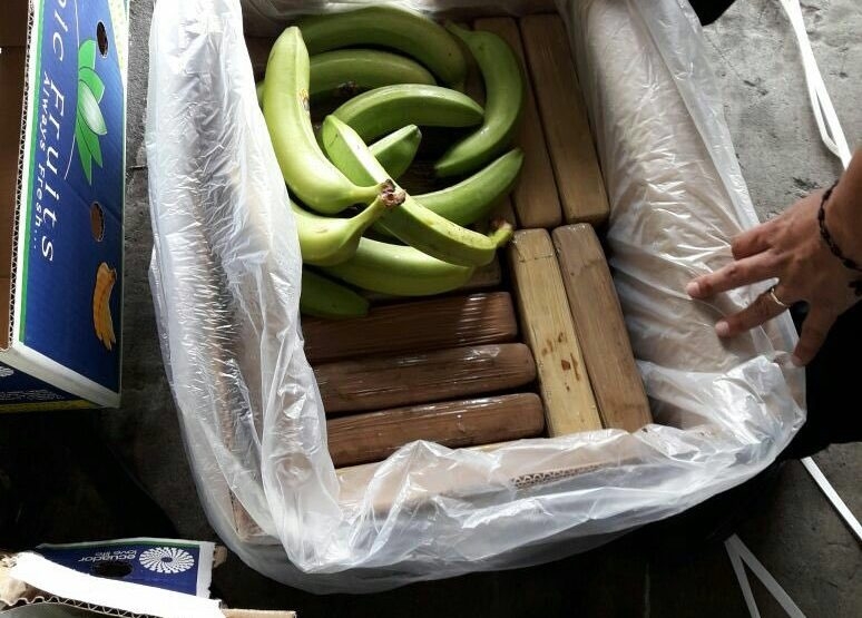 Otkriveno 825 kilograma kokaina među bananama