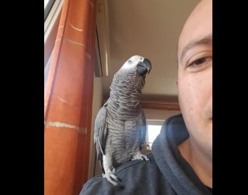 (VIDEO) Papagaj zna više od 2.000 riječi i spaja ih u rečenice: Sebe zove “pile moje”