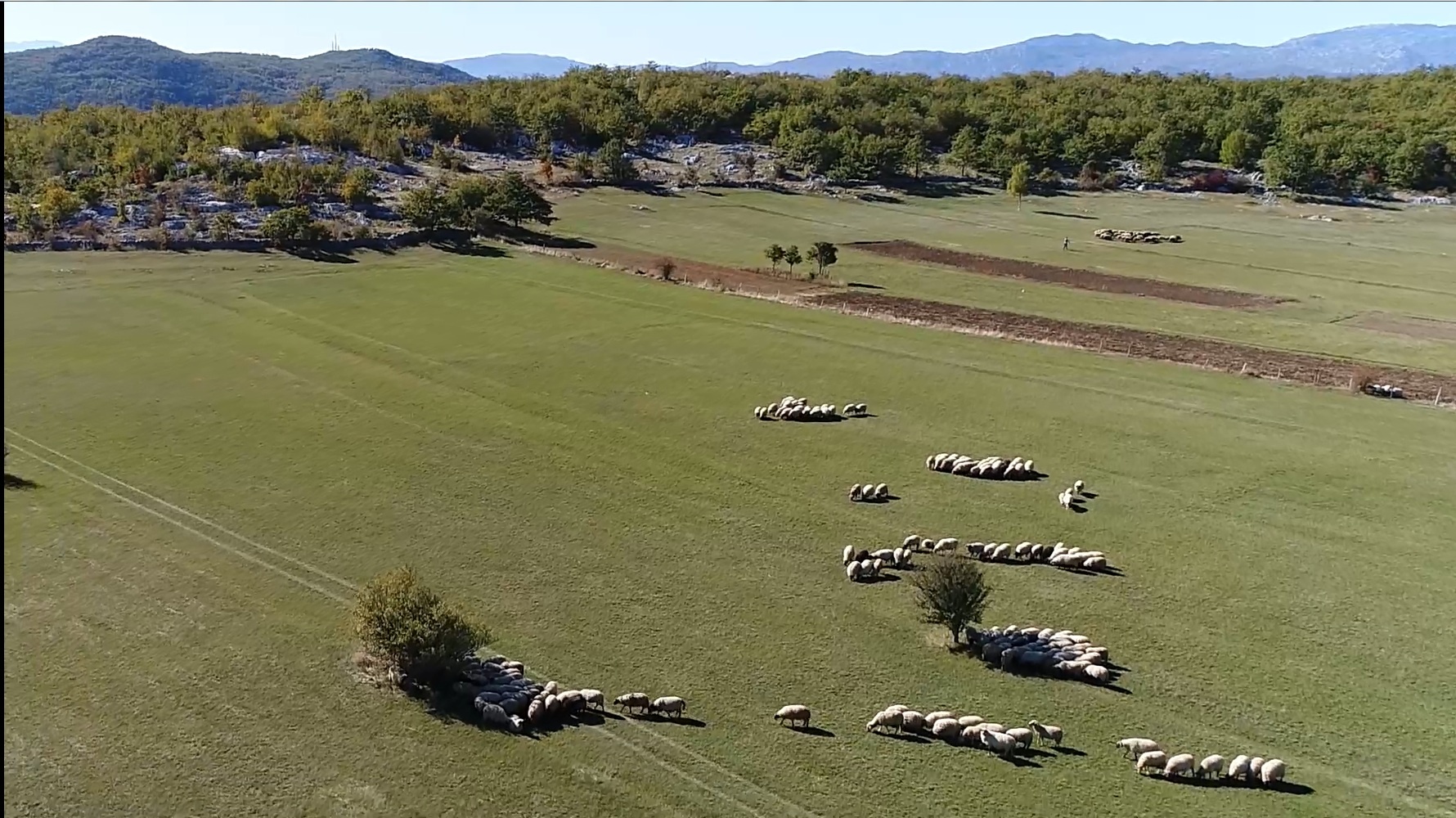 Farmeri će ove godine dobiti veću premiju za stoku