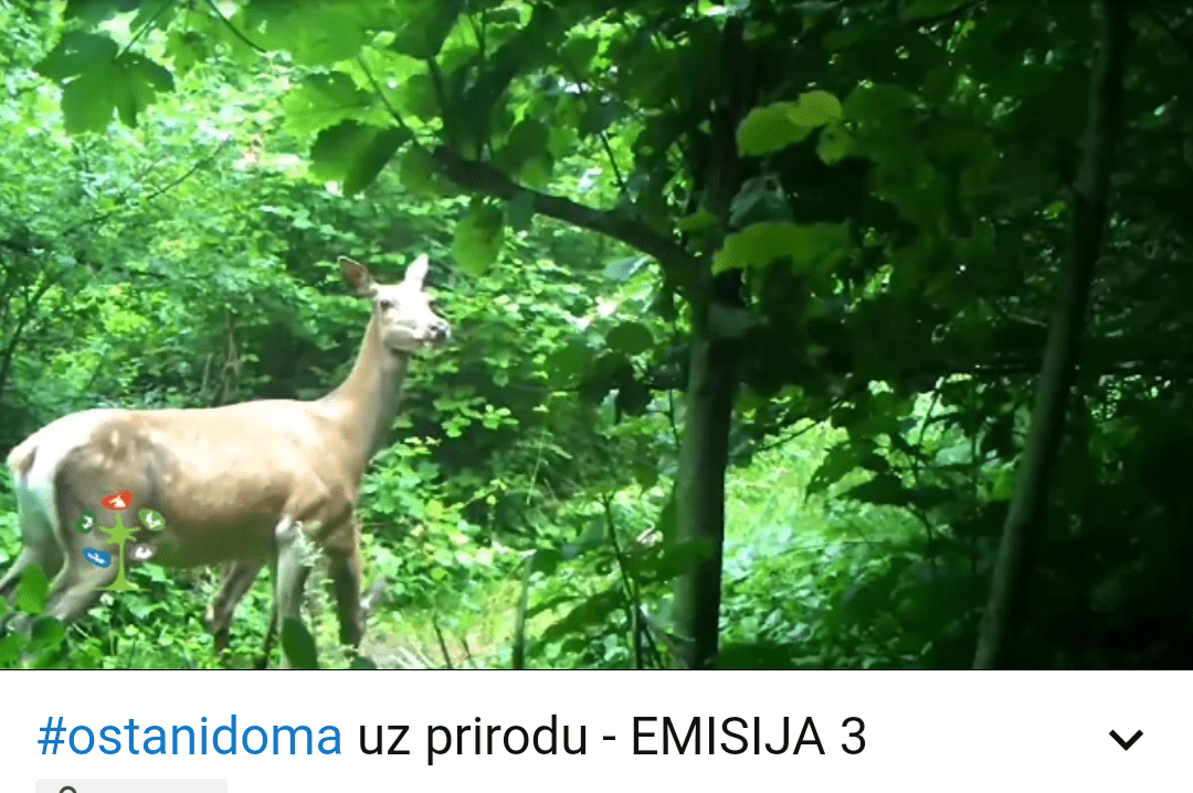 Ostani doma uz prirodu – treća emisija o NP Biogradska gora