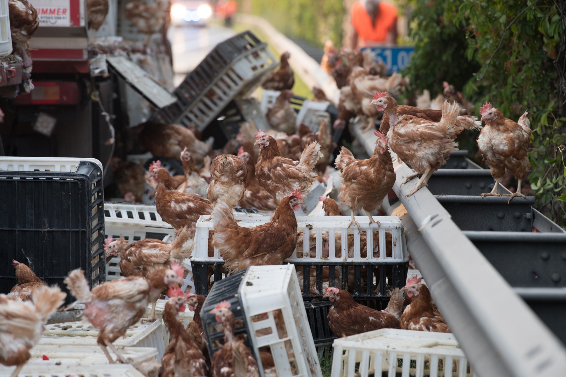 Uništeno šest tona mandarina i 16.000 piladi