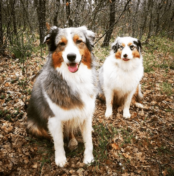 PET STVARI KOJE PSI MOGU OSJETITI KOD LJUDI