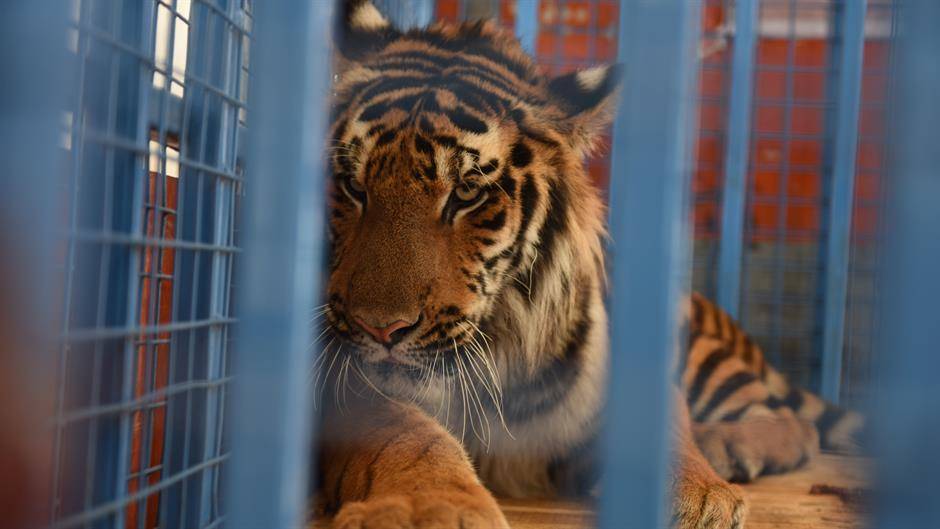 Tigar, optužen za ubistvo tri osobe, ostatak života provešće u zatočeništvu