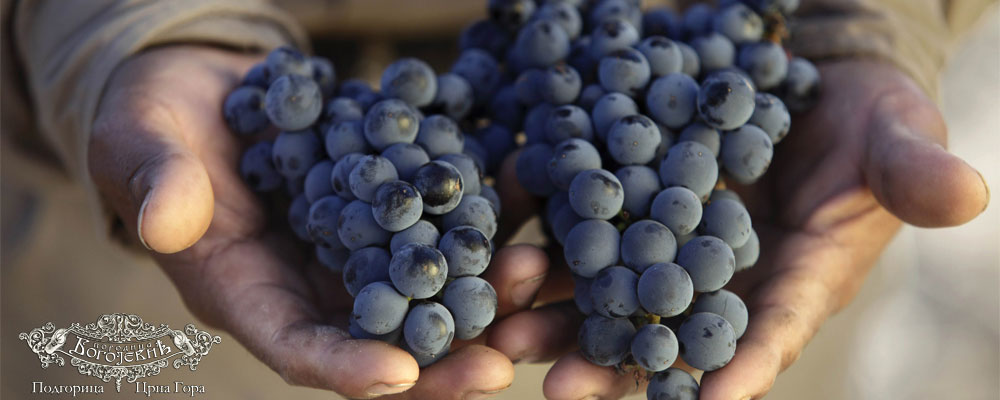 Crnogorski vinari za Standard: Za dobro vino treba dobra vinova loza, zemljište, sunce i puno ljubavi