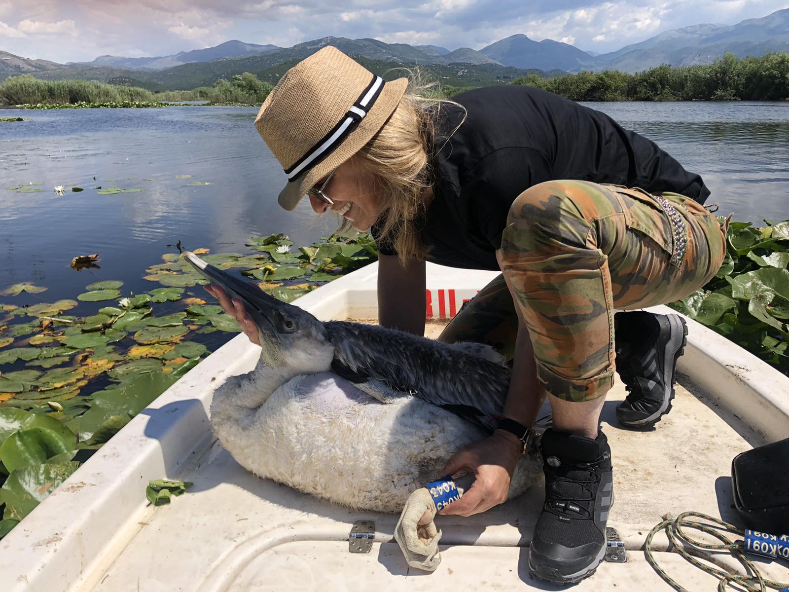 Prstenovanje mladih pelikana u NP Skadarsko jezero