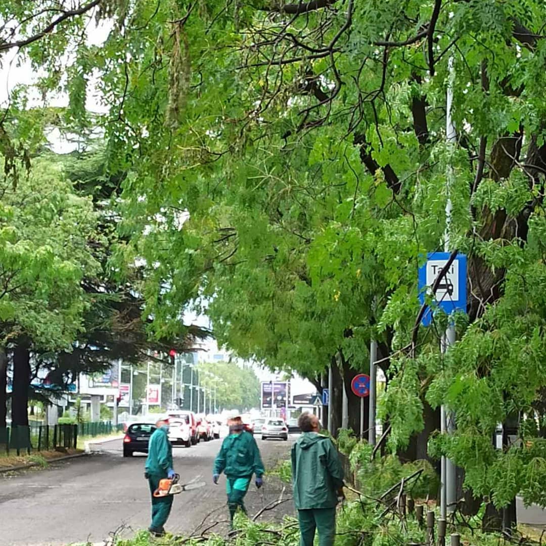 Ekipe Zelenila na terenu: Nevrijeme polomilo drveće na više lokacija