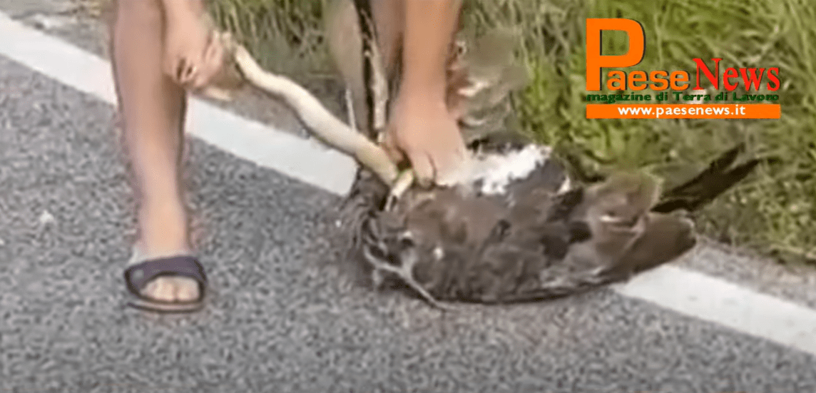 Borba zmije i orla (VIDEO)