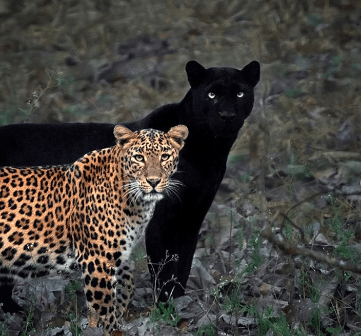 (FOTO) Romeo i Julija u Indiji, crni panter i leopard se VOLE! Zajedno su četiri godine…