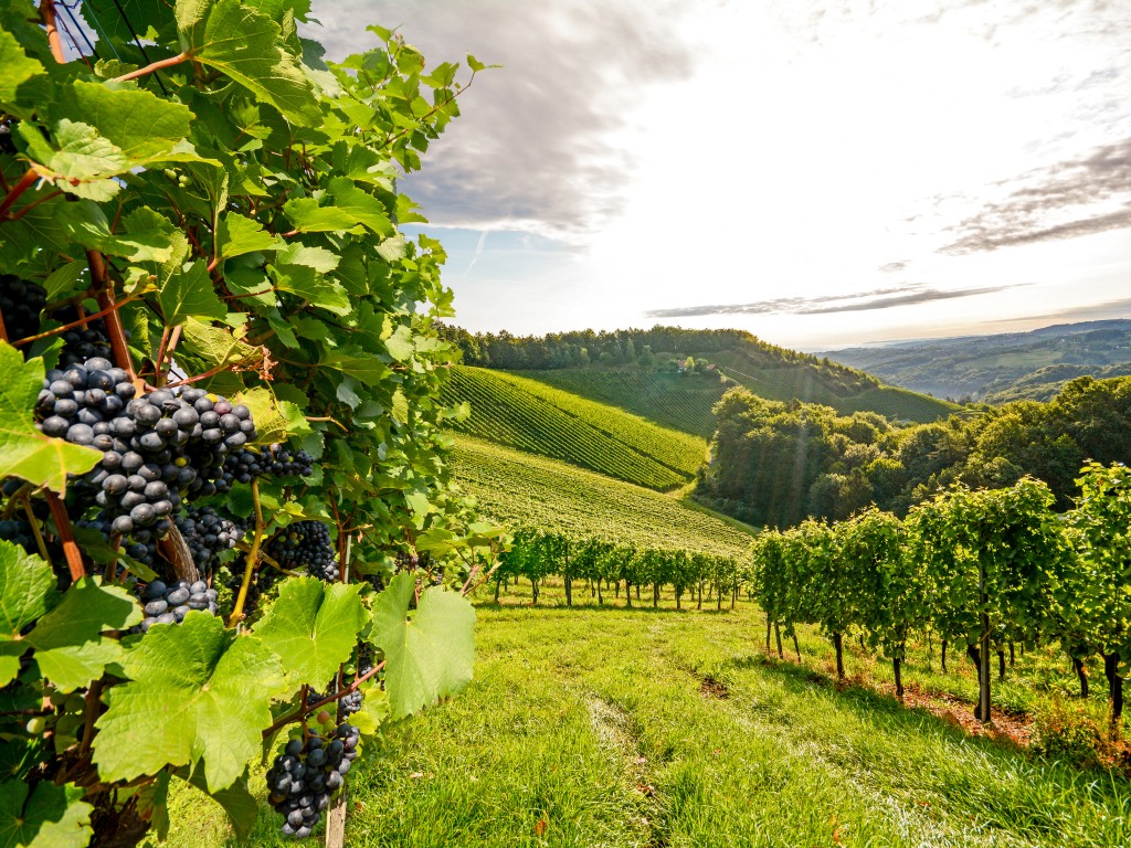 Vinogradari zabrinuti zbog loše prodaje