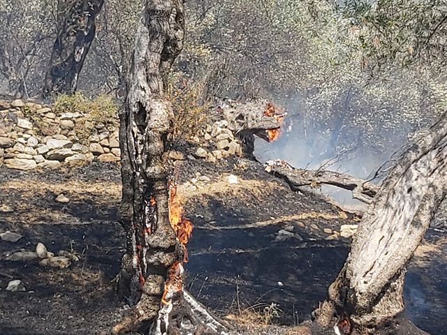Požar u Maslinadi: Izgorjelo nekoliko desetina stabala