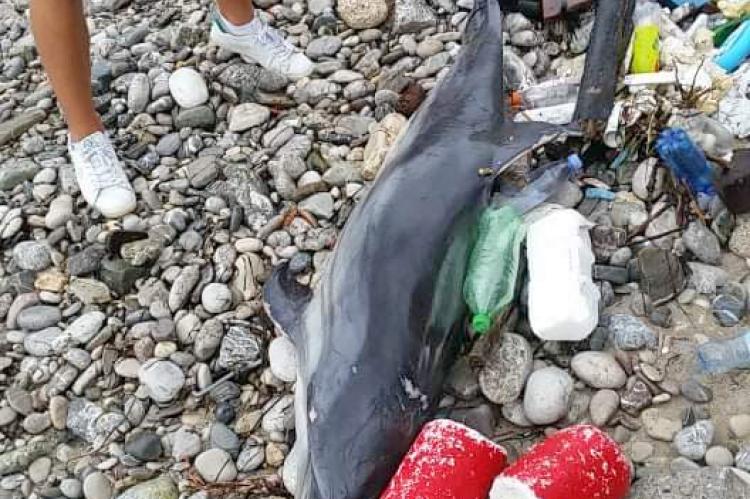 IGALO: Uginuli DELFIN stradao u nevremenu koje nas je zadesilo