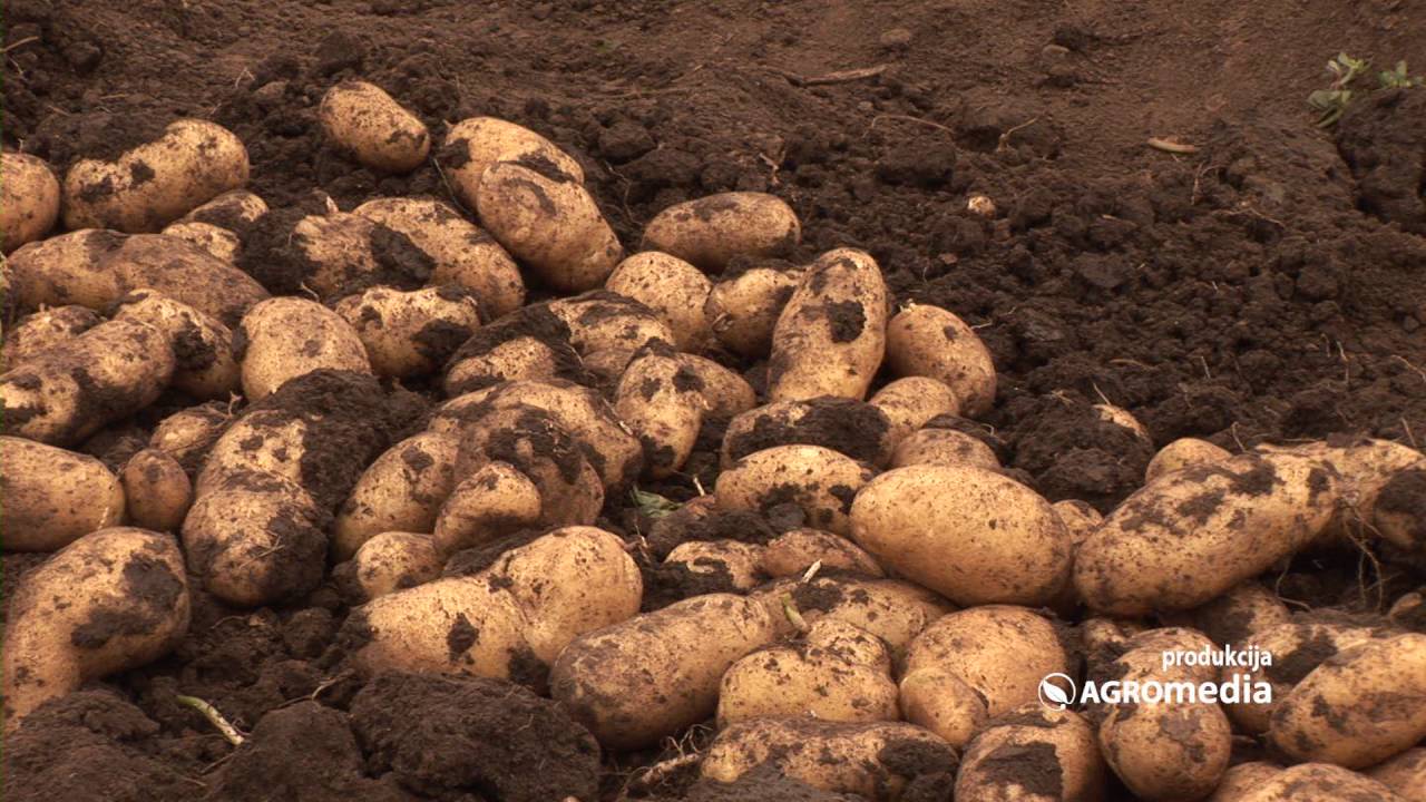 Sa granice vraćeno 26.190 kilograma krompira
