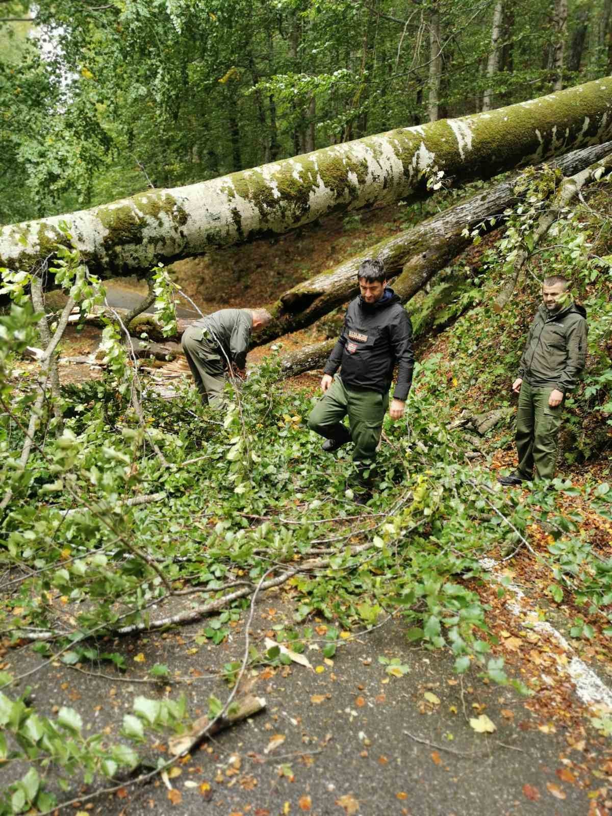 NP BIOGRADSKA GORA zatvorena za posjete zbog oborenih stabala usljed nevremena