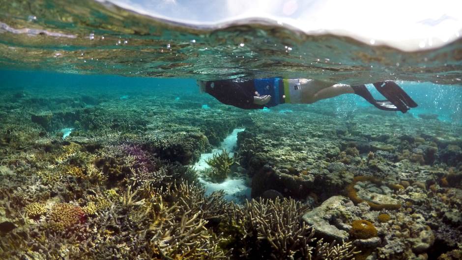 Polovina korala u australijskom Velikom koralnom grebenu uništena