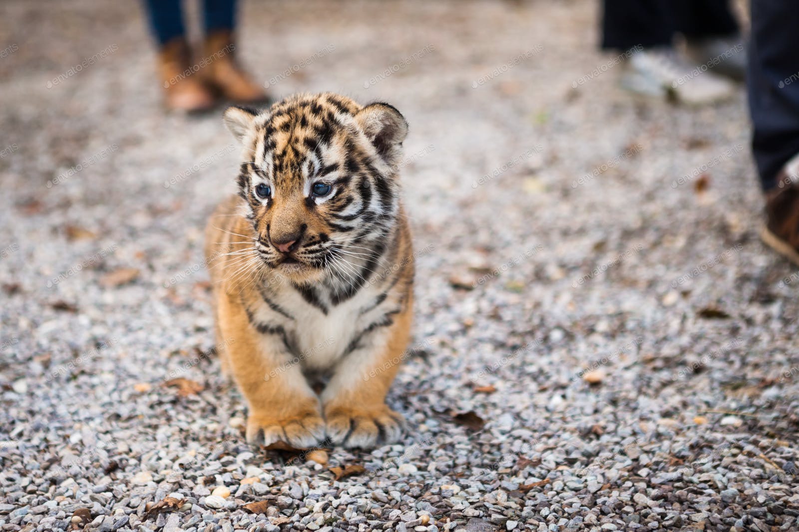 Kupili mače, dobili tigra