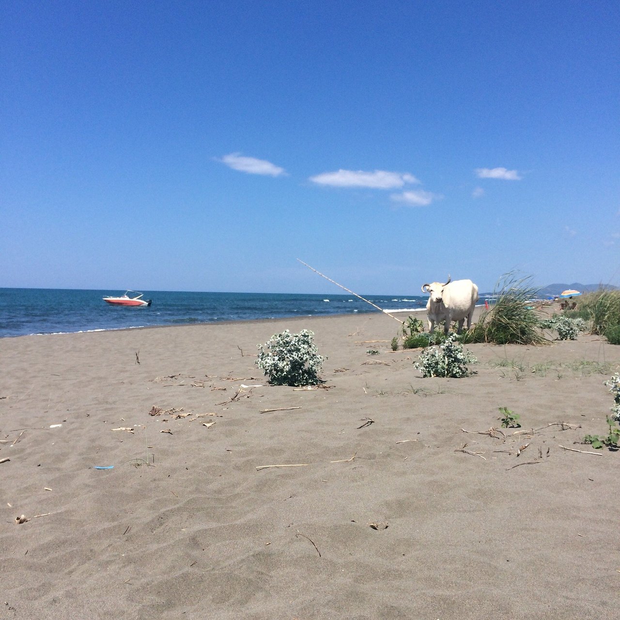 Protest na Adi: SAČUVATI PLAŽE, PIJESAK KORISTITI ZA PRIHRANJIVANJE