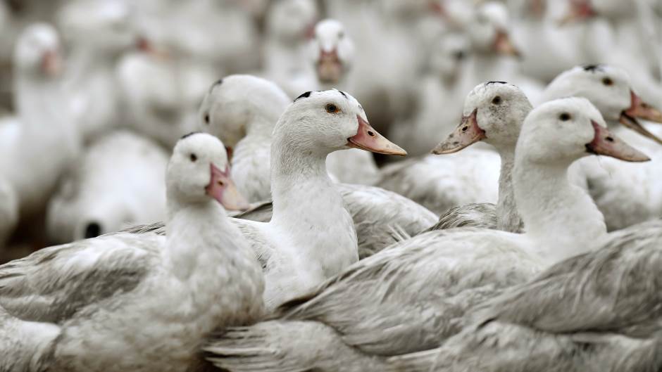 Ptičji grip H5N8 na sjeveru Njemačke, naloženo zatvaranje živine