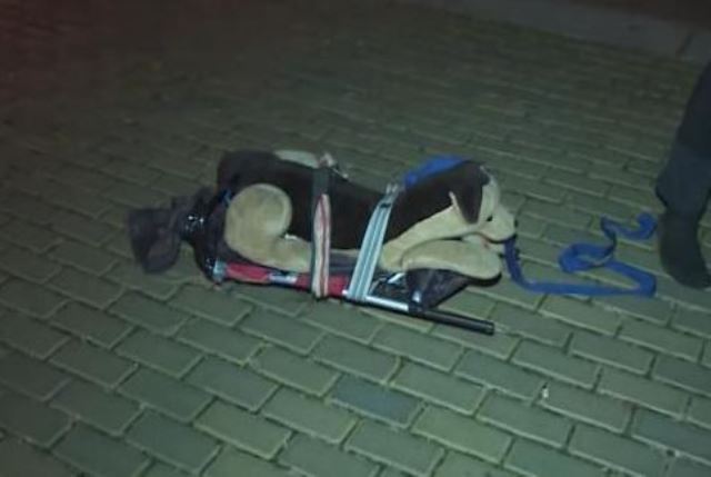 Izbjegavanje mjera: Samo šetam psa, ne radim ništa protivzakonito