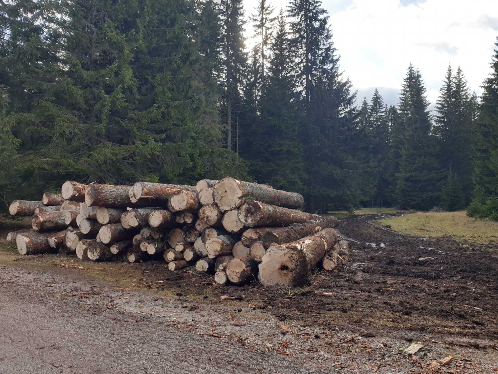 URA: Nova vlast će zaustaviti poharu i devastaciju šuma