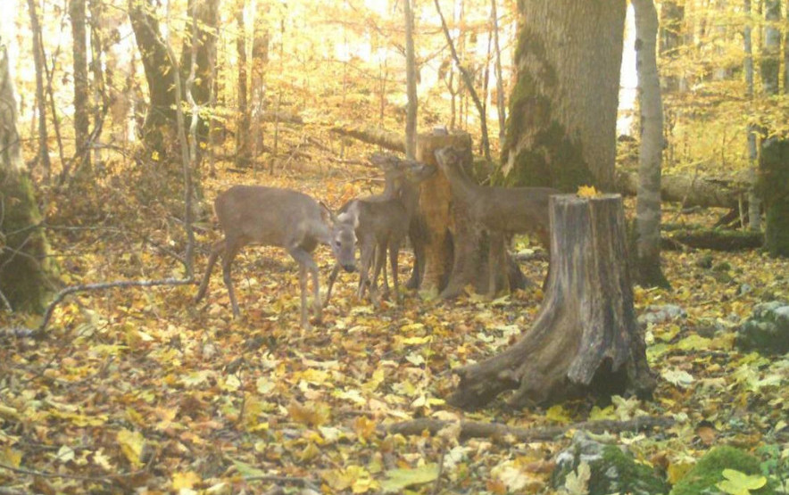 NP Biogradska gora: Srne u potrazi za hranom