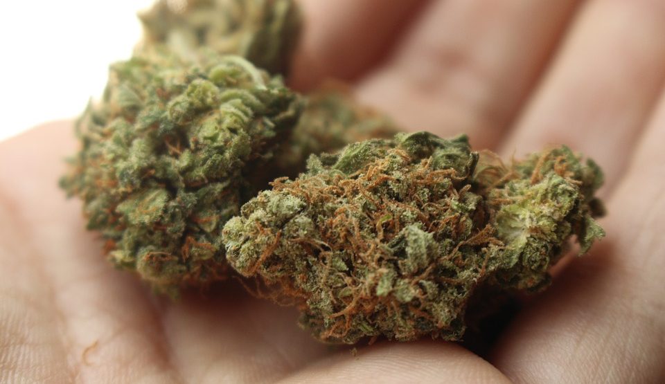 Za legalizaciju marihuane 3.000 potpisa