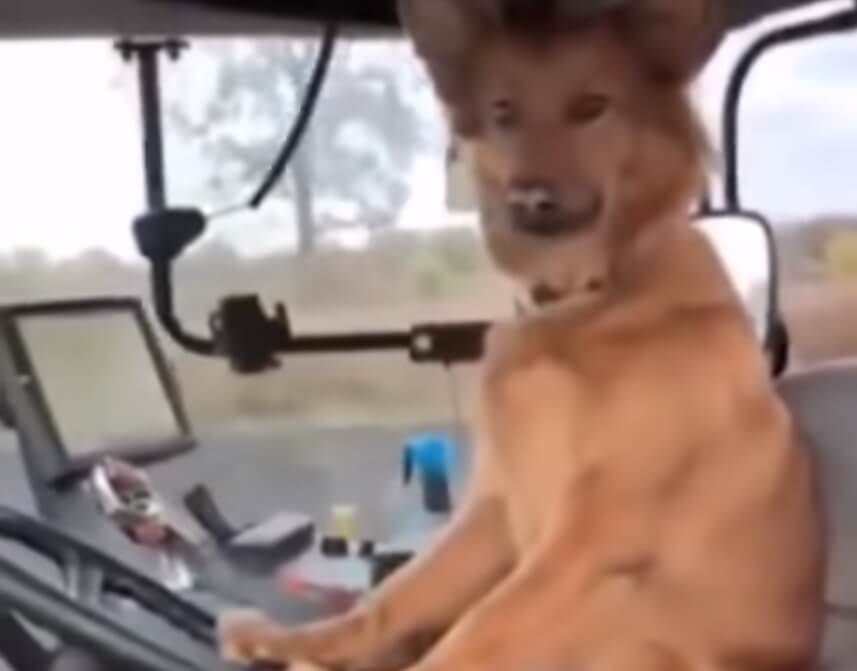 Žućo je pas koji sjajno vozi traktor (VIDEO)