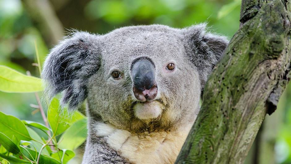 WWF: Najmanje 60.000 koala uginulo ili povrijeđeno tokom požara u Australiji