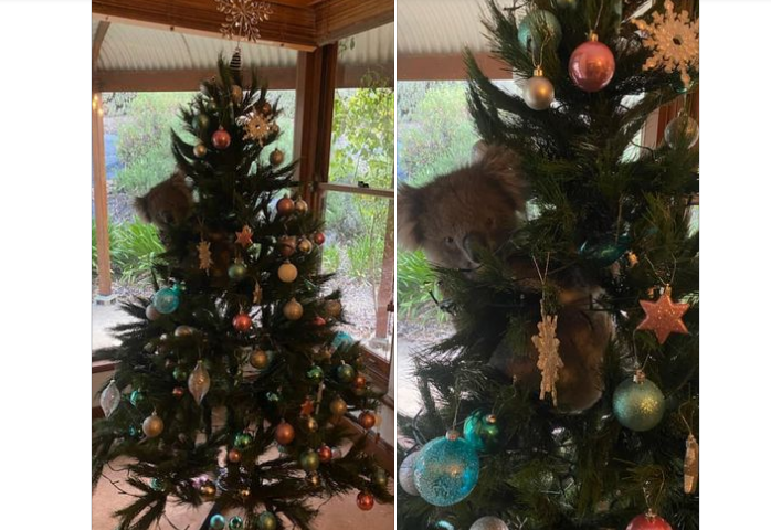 Znatiželjna koala ušla u kuću i udobno se smjestila – na novogodišnju jelku
