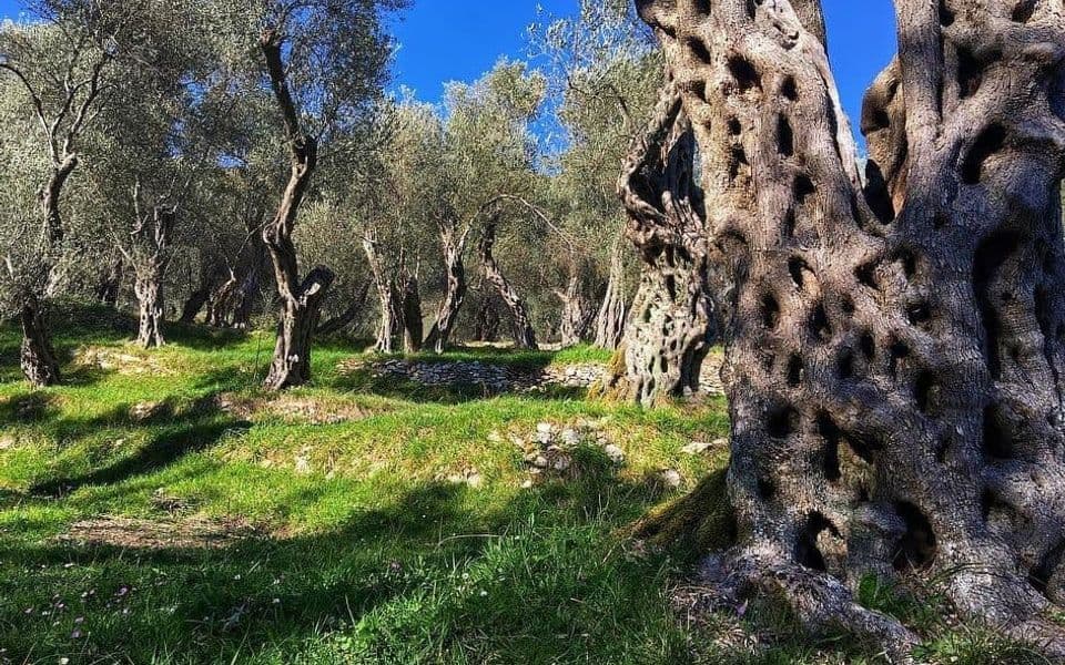 Forca: Saglasnost za revitalizaciju maslinjaka Valdanos korak naprijed