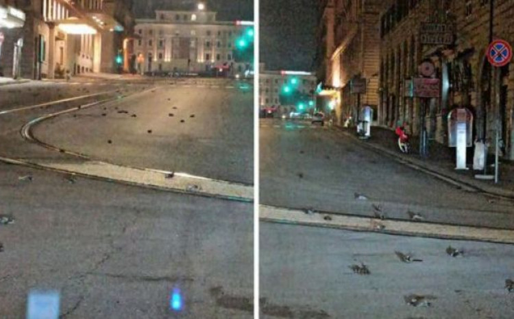 Stotine ptica uginulo zbog novogodišnjeg vatrometa