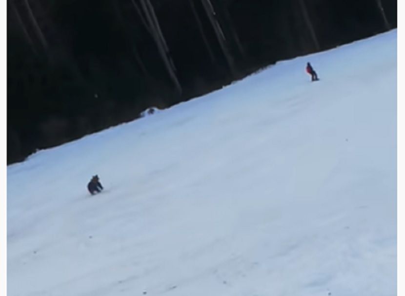 Samo na Balkanu: Medvjed ga jurio po skijalištu, jedva spasao živu glavu (VIDEO)