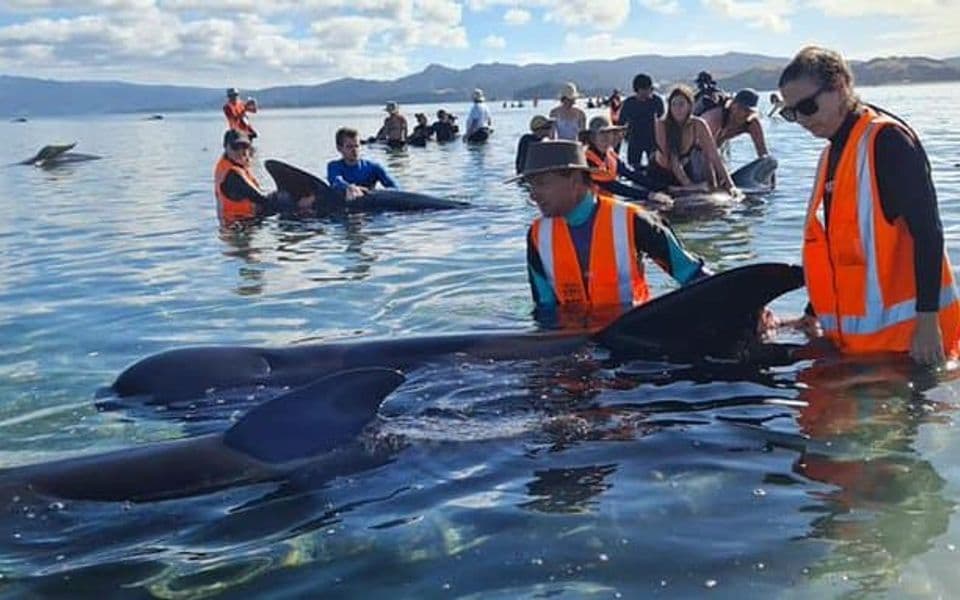 Novi Zeland: Spašeno 40 zalutalih kitova (VIDEO)