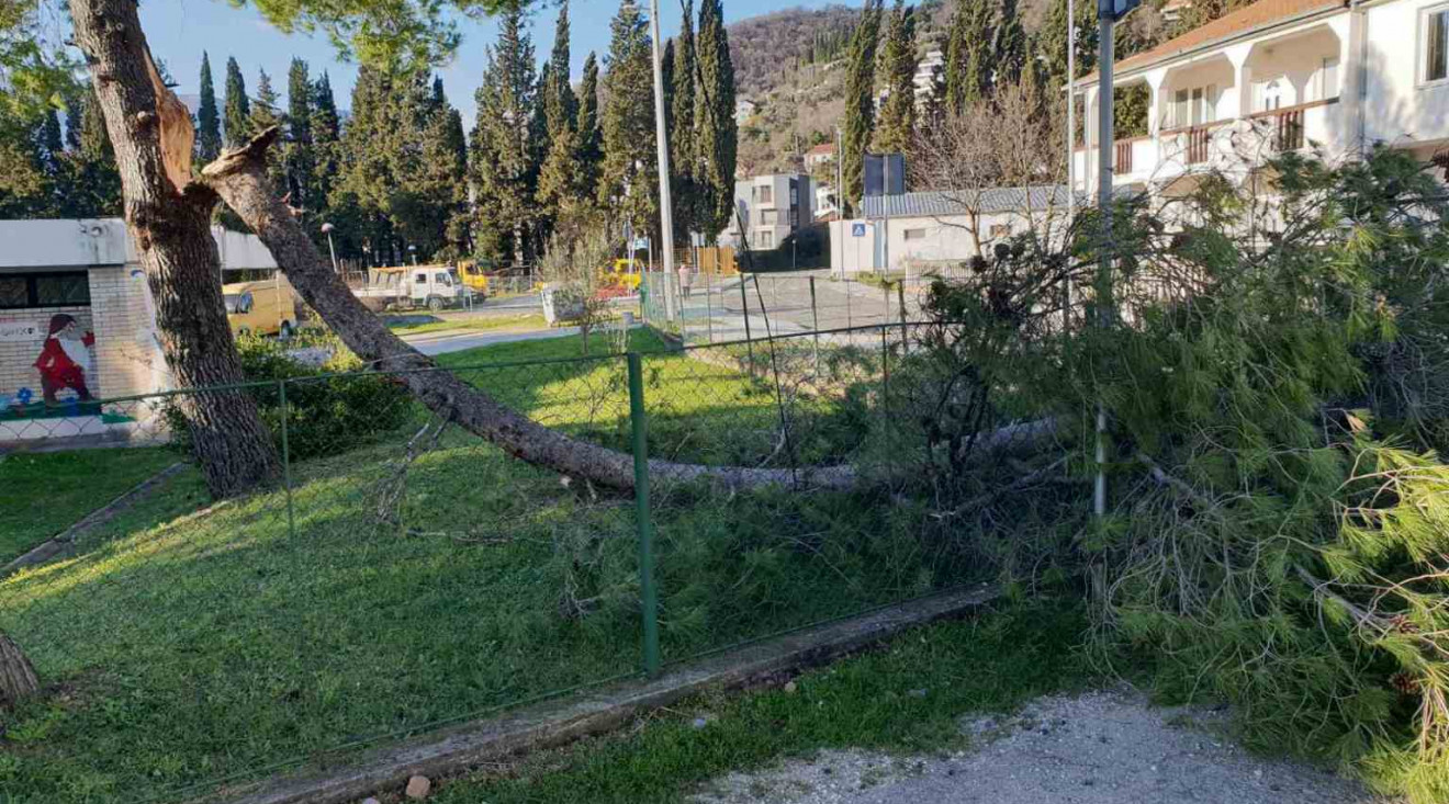 Bura u Tivtu oborila više stabala
