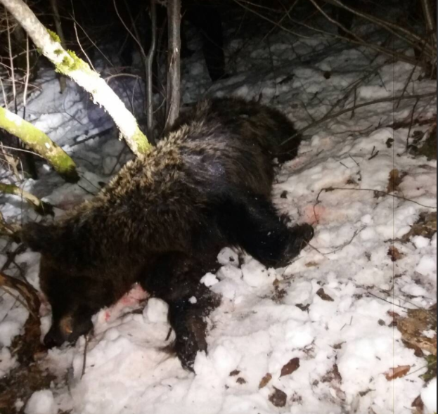 Zbog ubistva medvjeda uhapšeni Milosav Čukić i Dragutin Golubić, određeno im zadržavanje