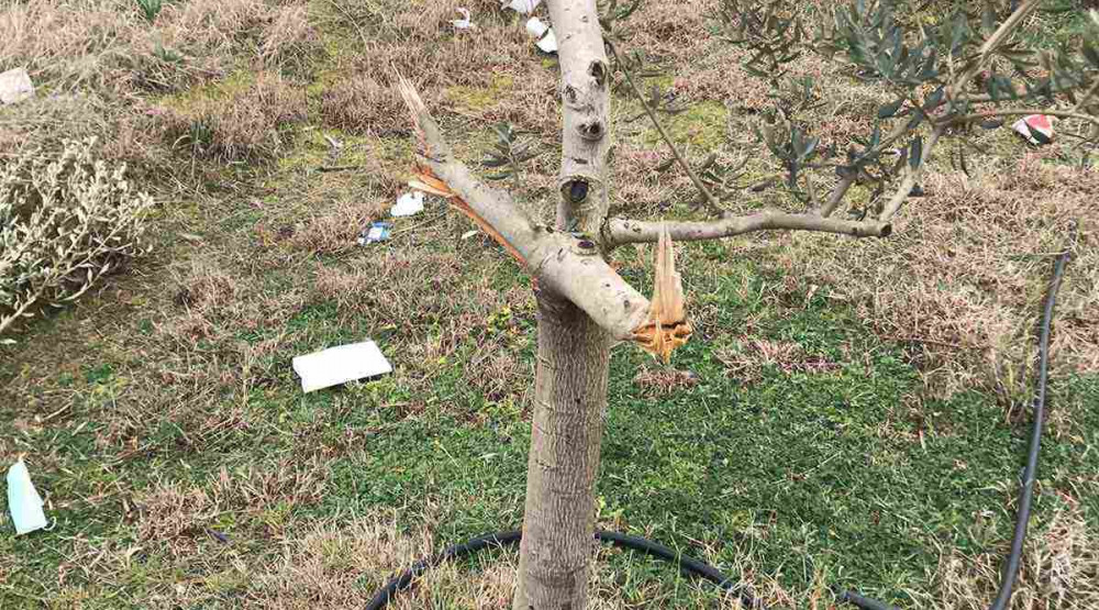 Vandali uništili zasade maslina kompanije “13. Jul – Plantaže” (FOTO)