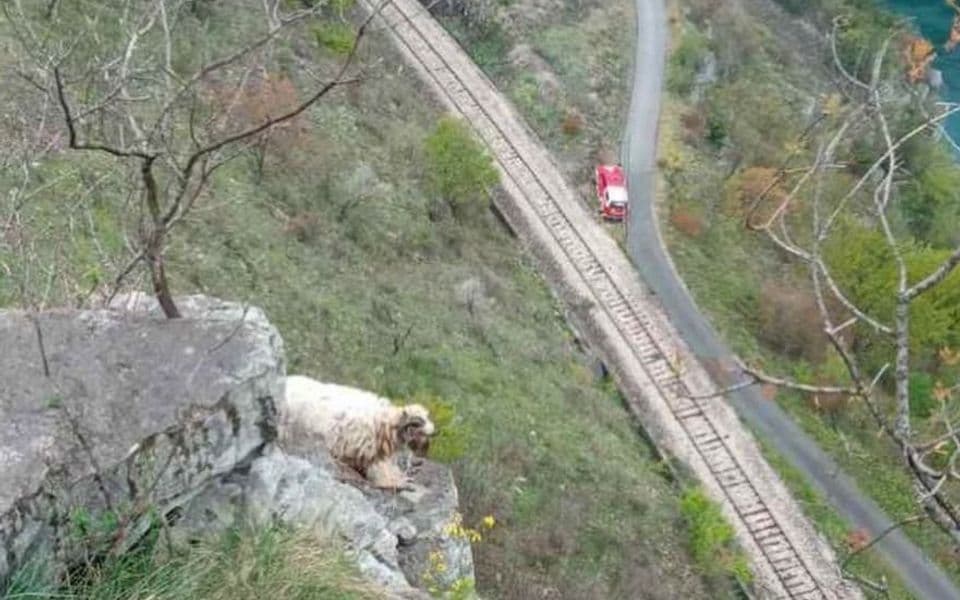 Vatrogasci spasili ovcu koja je bila zaglavljena između stijena