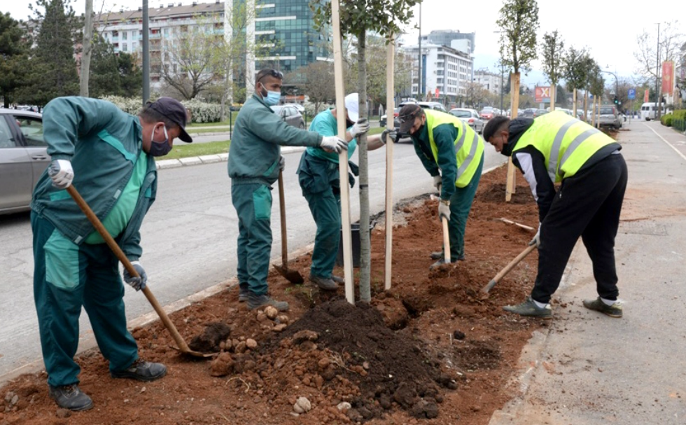Novi drvored u Bulevaru Mihaila Lalića