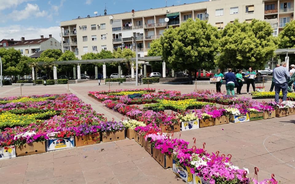 Evropska unija poklanja Crnoj Gori prvi cvijetni tepih