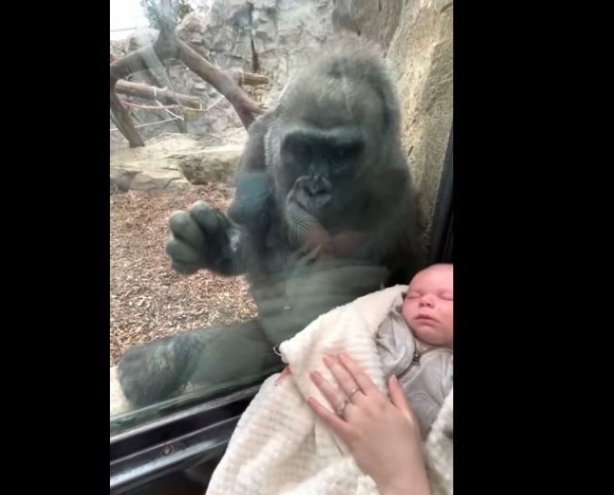 Nesvakidašnja scena: Majka u zoološki vrt došla s bebom, gorila dovela svoje mladunče da ga pokaže (VIDEO)